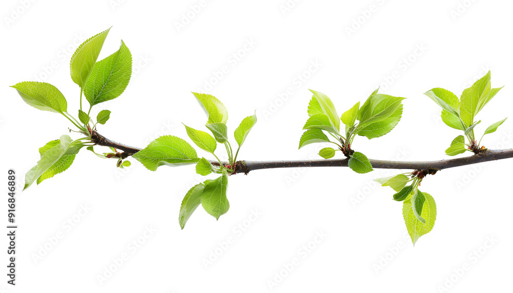 Branch of apple tree with young fresh green leaves isolated on white. Spring season Branch of apple tree with young fresh green leaves isolated on white. Spring season