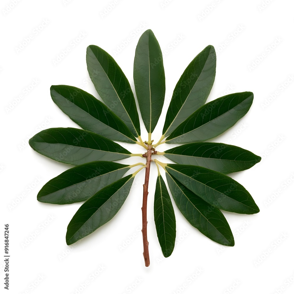 aloe vera isolated on white aloe vera isolated on white