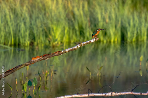 Eisvogel photo