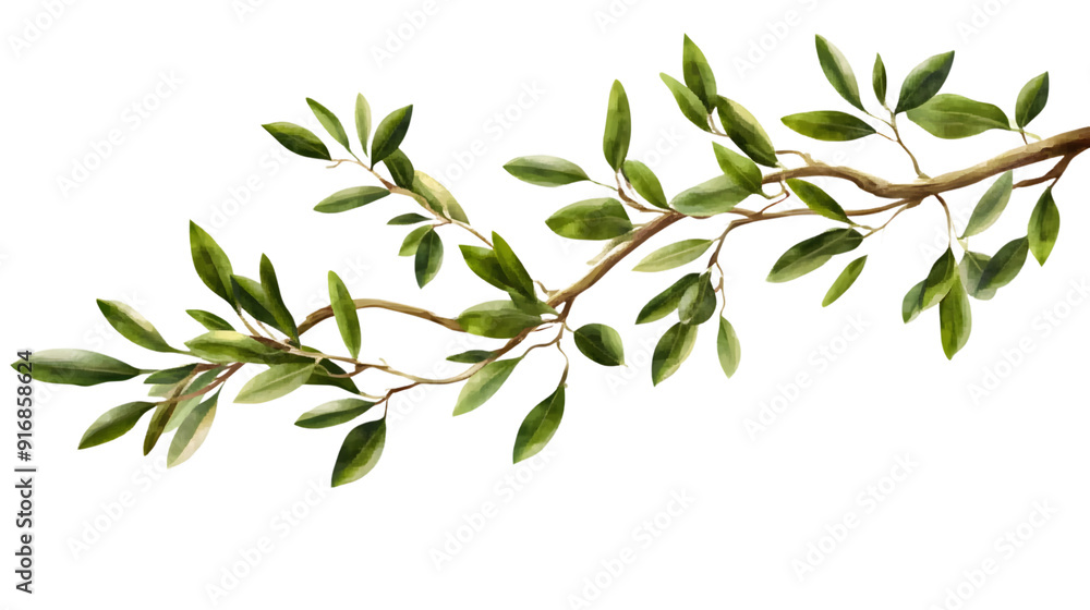 Branch of an olive tree with leaves isolated on transparent background Branch of an olive tree with leaves isolated on transparent background