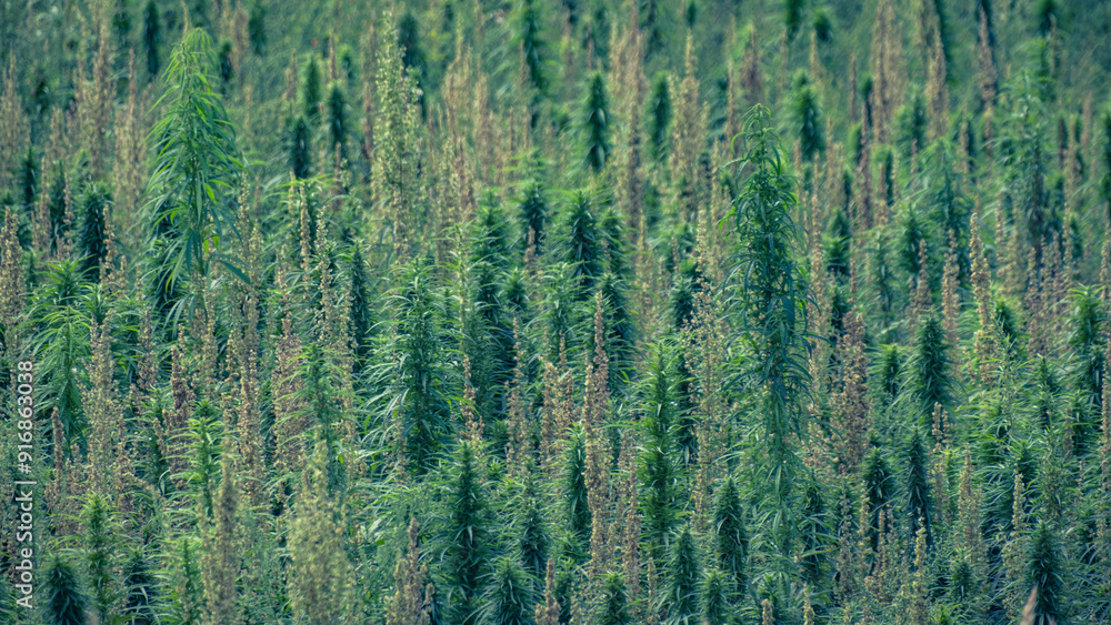 Obraz premium big green field with technical cannabis and hemp