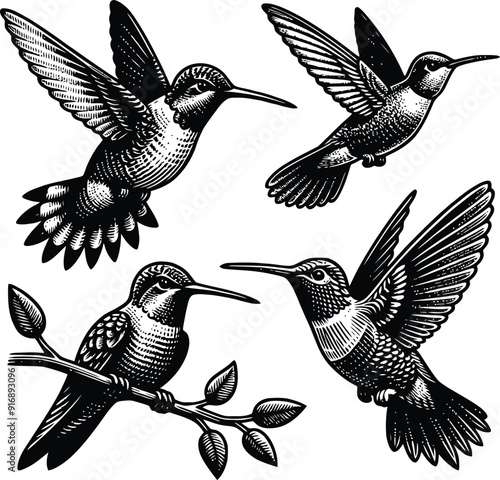 Black hummingbird logo clipart. Isolated tropical small flying bird. Monochrome minimalist bird logo.
