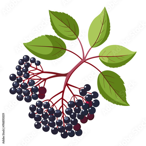 Branch of Black Elderberries with Green Leaves