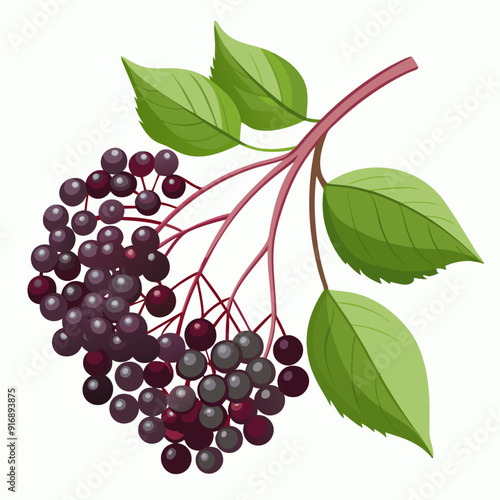 Sprig of Elderberries with Green Leaves
