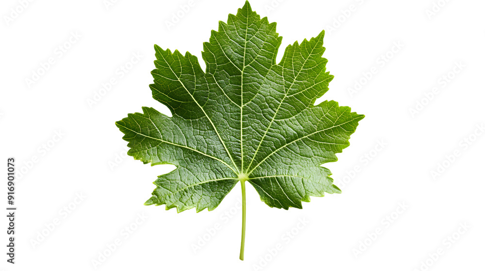 Grape leaf isolated on a white background with full depth of field, crisp details Grape leaf isolated on a white background with full depth of field, crisp details