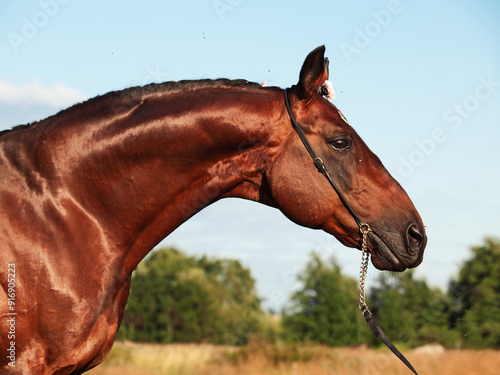 Obraz na płótnie portrait of beautiful bay sportive stallion posing in autumn field. close up w salonie