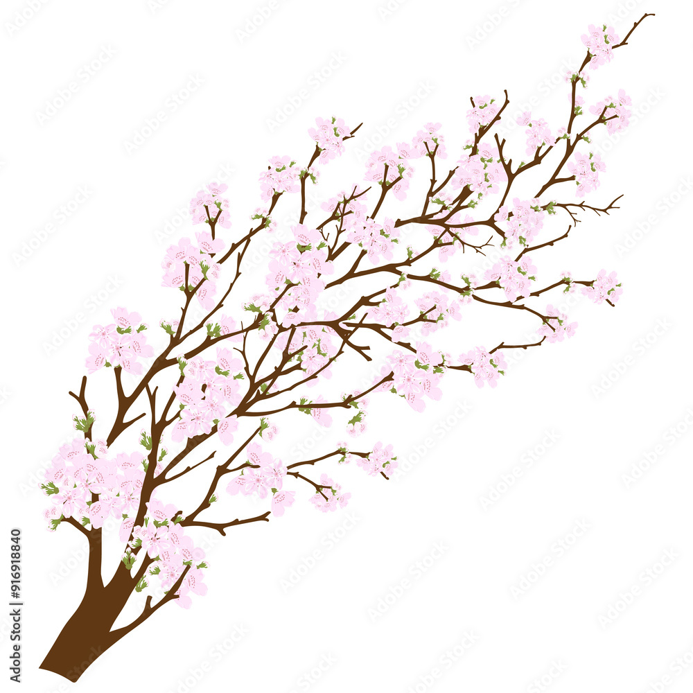 Obraz premium Spring Cherry Blossom isolated, Pink Sakura Flower or Apple Flowers Branches, Element for Banner Mother day design of invitations, posters, fabrics and other objects