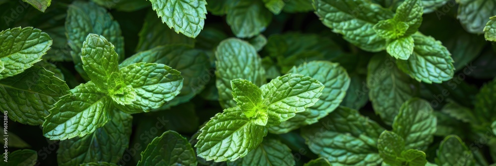Close up of a garden green peppermint plant lat Mentha piperita with included clipping path Close up of a garden green peppermint plant lat Mentha piperita with included clipping path