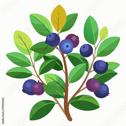 A Branch of Blueberries with Green Leaves