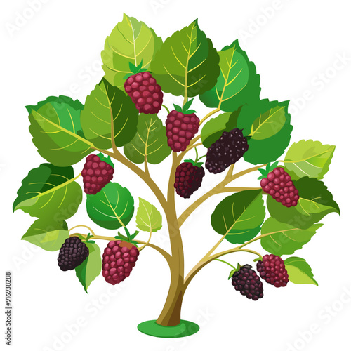 Blackberry Bush with Red and Black Berries and Green Leaves