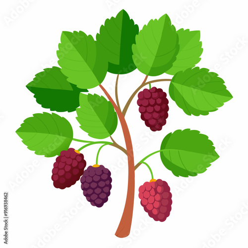 Illustration of a Blackberry Bush with Ripe Fruit