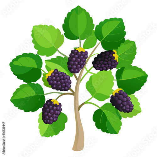 Blackberry Bush with Green Leaves and Ripe Fruit