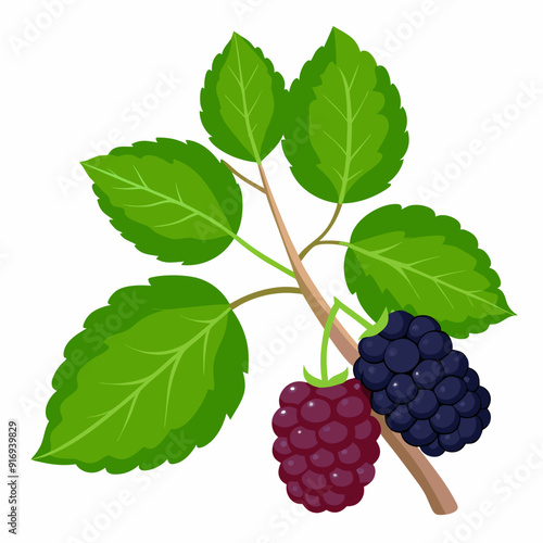 Blackberries with Green Leaves on a Branch