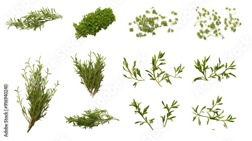 Mediterranean Cuisine Set Collection of Fresh Thym Isolated Over a PNG Transparent and White Background