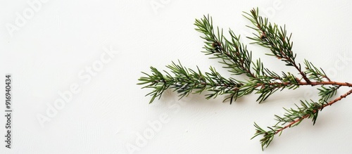 Top view copy space image featuring a juniper branch on a white background, ideal for image editing and design purposes.