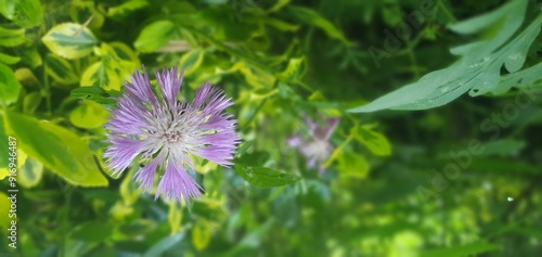 Amberboa moschata Flower in Full Bloom photo