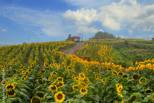 Summer scenery of Gangju village in Haman-gun, Gyeongsangnam-do, Korea where sunflowers are blooming photo