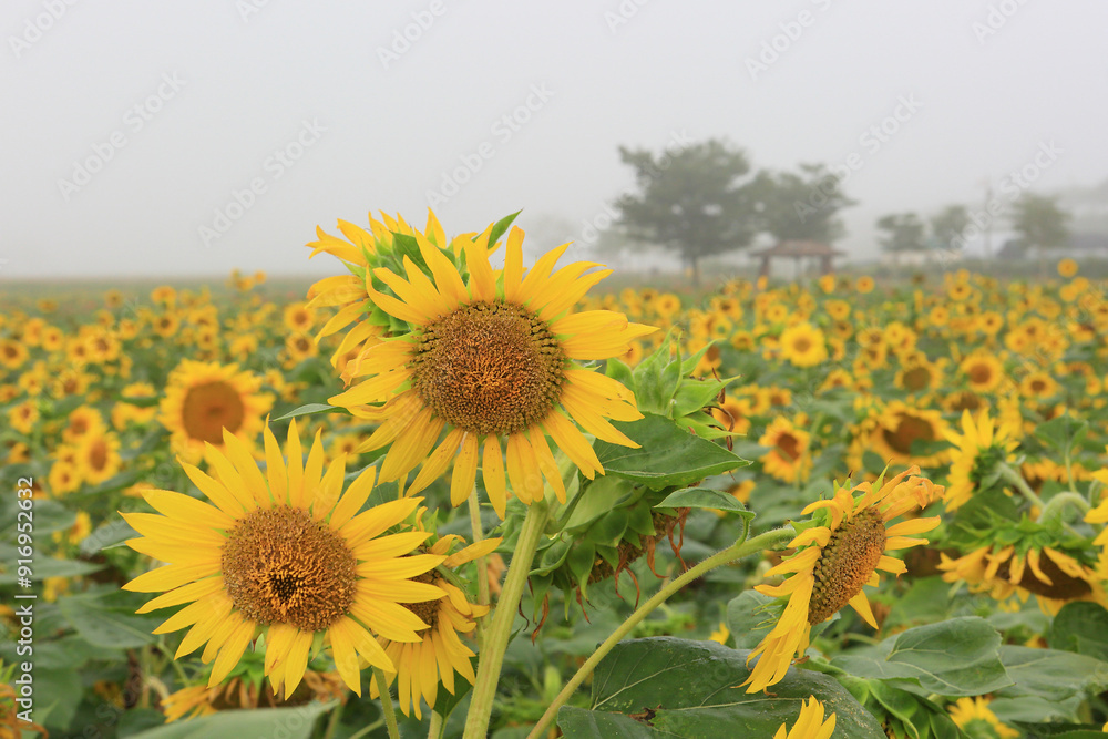 Fototapeta premium Summer scenery of Gangju village in Haman-gun, Gyeongsangnam-do, Korea where sunflowers are blooming