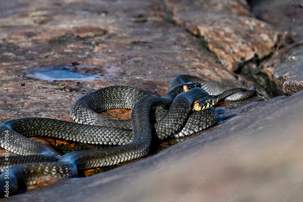 Fototapeta premium Grass snakes in the morning meetup