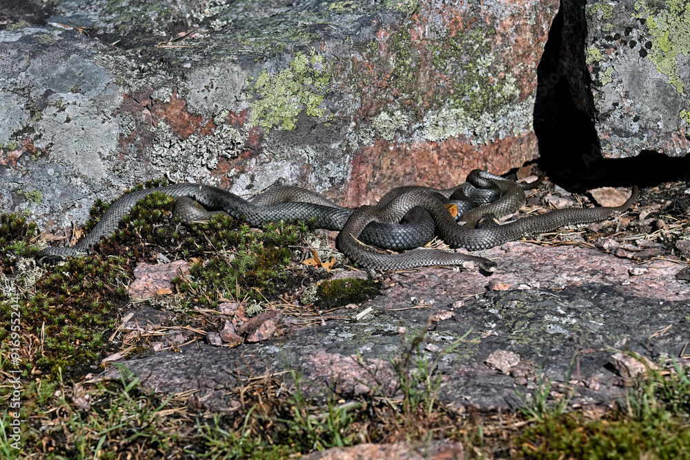 Grass snakes meeting in morning Grass snakes meeting in morning