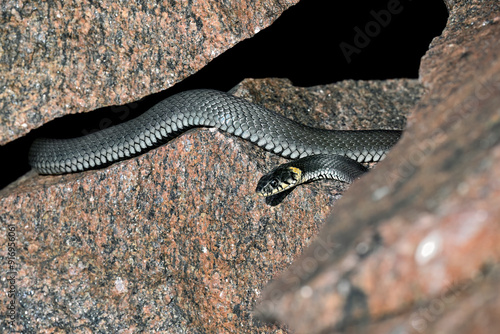 Grass snake basking in the rock crevise