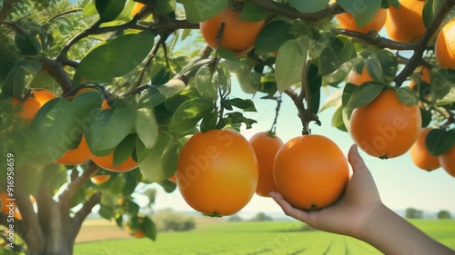 orange tree with fruits ,generative ai