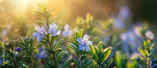 Fototapeta Naklejka Na Ścianę i Meble -  Sprig of rosemary with blue flowers flourishing in a garden illuminated by sunlight against a dark backdrop. with copy space image. Place for adding text or design