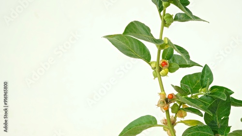 Ashwagandha, Indian ginseng, poison gooseberry, or winter cherry is a plant in the Solanaceae family.