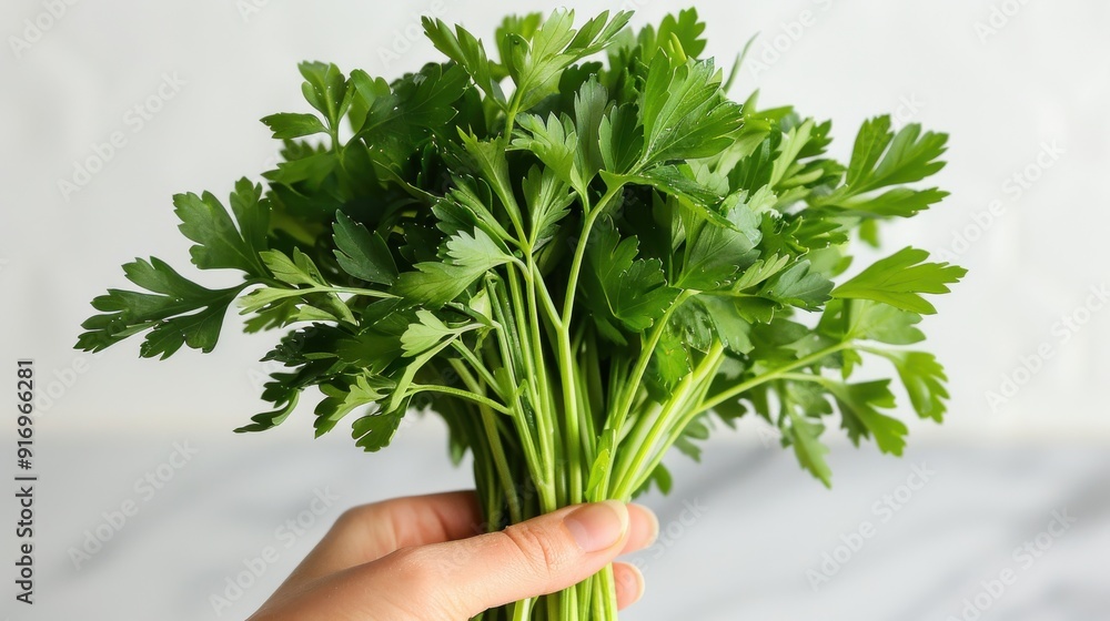 Fresh Handpicked Parsley Bunch on White Background - Natural Ingredient and Healthy Cooking Concept Fresh Handpicked Parsley Bunch on White Background - Natural Ingredient and Healthy Cooking Concept