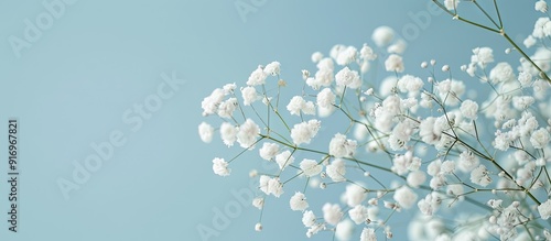 Small white Gypsophila flow...