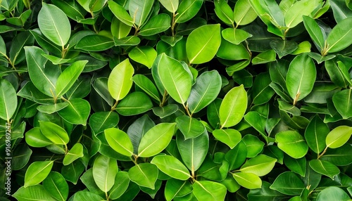 green leaf bush background leaf of banyan tree ficus annulata blume