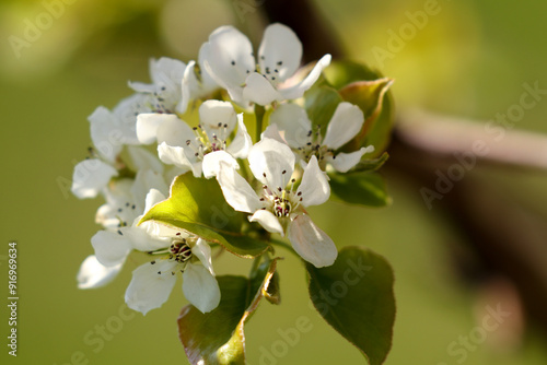 tree blossom