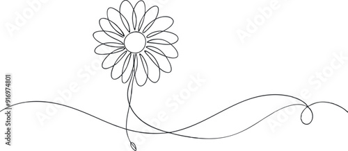 continuous single line drawing of daisy flower, line art vector illustration