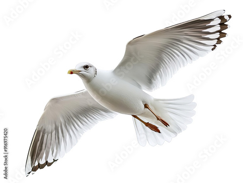 Close-up of a seagull in flight with outstretched wings isolated on white background.