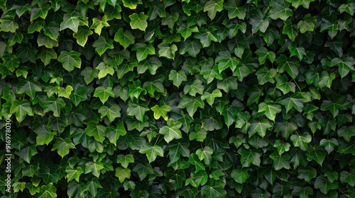 Wallpaper Mural A barrier of verdant ivy Torontodigital.ca