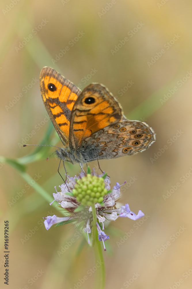 Low angle closeup on a European wall brown butterfly, Lasiommata megera on a pink scabious flower, Gard, France Low angle closeup on a European wall brown butterfly, Lasiommata megera on a pink scabious flower, Gard, France