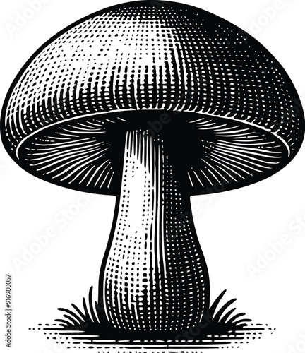 Set of different mushroom silhouettes, graphic drawing with lines, black and white cut truffle, porcini mushroom, shiitake, and chanterelles isolated. Vector illustration silhouette