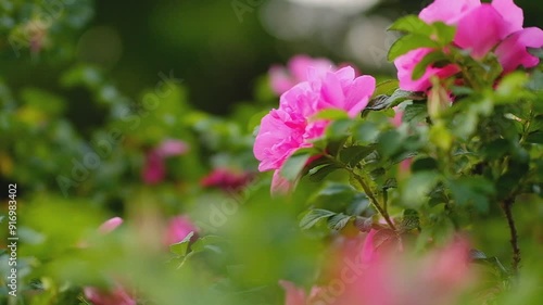 Wunderschöne Parkrose Rose in Slow motion mit unscharfem Hintergrund. Slow motion. Rosa Rose photo