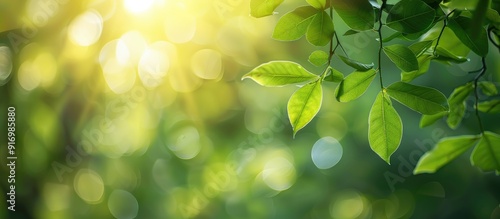 Nature s green leafy branch in a forest setting with blurred background of greenery Ideal for nature themes with room for text like a banner or copy space image