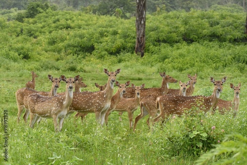 A closeup hear Chital deer or a spotted deer standing in Bandipura forest in Karnataka, India