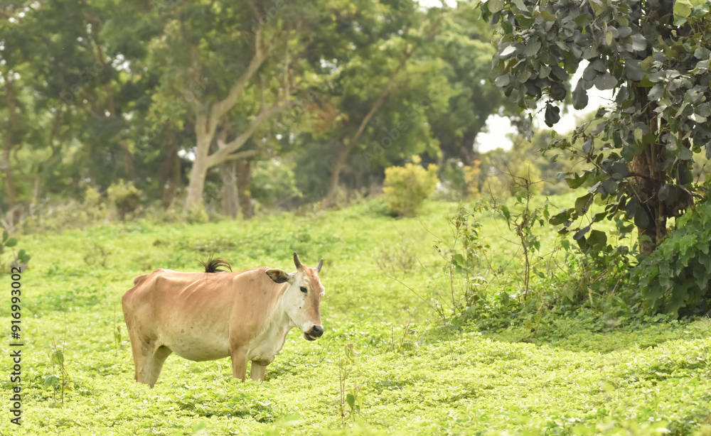 A closeup picture of Indian Native breed Cow, grazing in a open field A closeup picture of Indian Native breed Cow, grazing in a open field