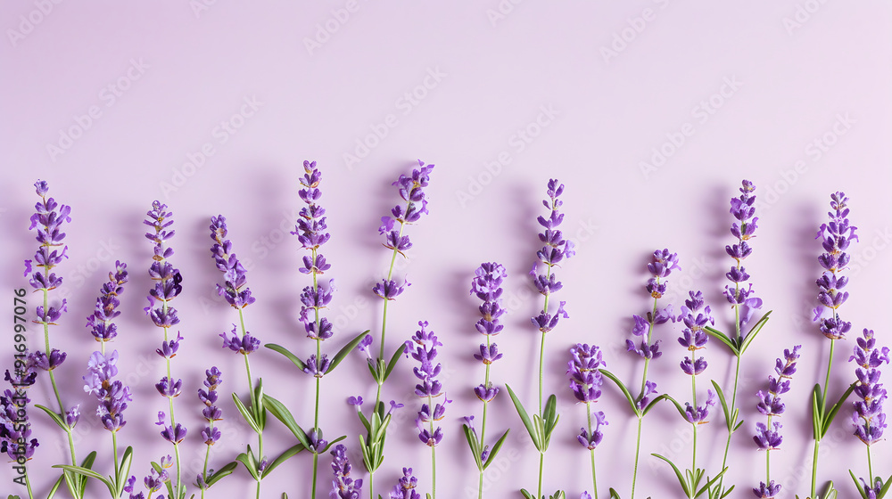 Obraz premium Lavender pattern border background illustration