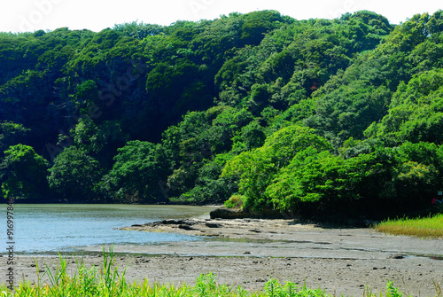 小網代の森　神奈川県三浦市三崎町小網代の風景