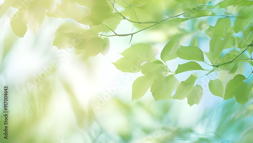 blue sky through green leaves in forest