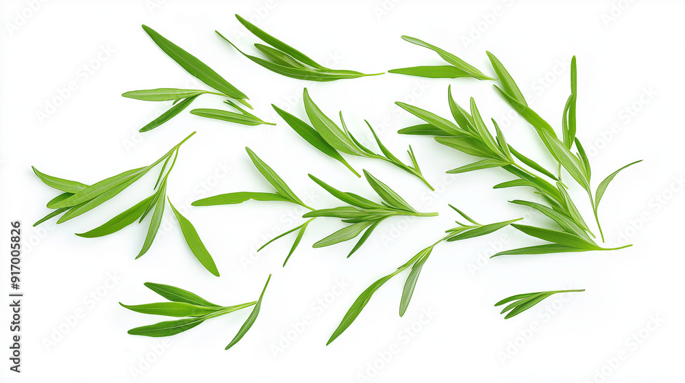 tarragon leaves isolated on white background tarragon leaves isolated on white background