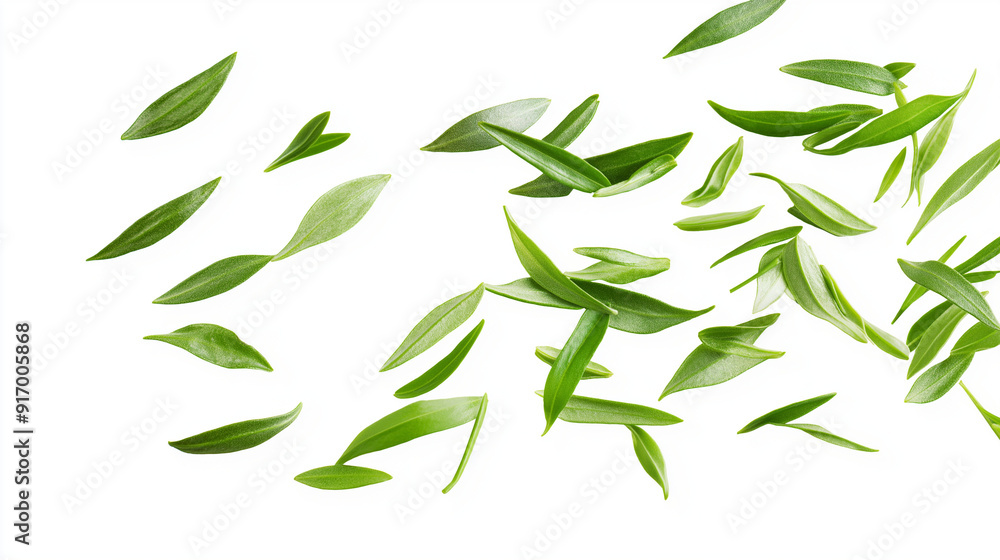 tarragon leaves isolated on white background tarragon leaves isolated on white background