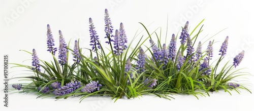 Liriope muscari is a low herbaceous plant with grass like leaves and lilac flowers yielding single seeded berries on a spike in the fall Visualize this in a copy space image photo