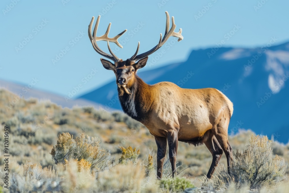 Fototapeta premium Majestic elk standing in a serene mountain landscape. Crisp blue sky in the background. Wildlife photography with a focus on nature's beauty and tranquility. Ideal for nature enthusiasts. AI