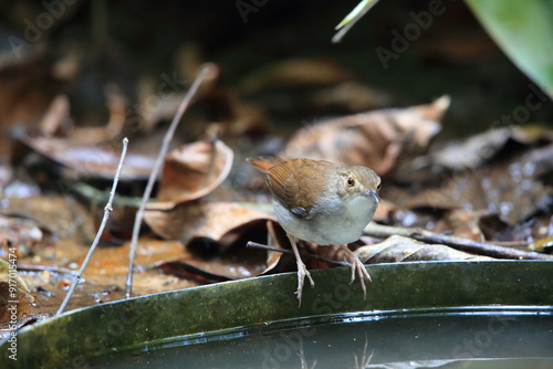 White-chested babbler or Malayan swamp babbler (Pellorneum rostratum) is a species of bird in the ground babbler family, Pellorneidae,