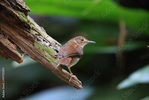 White-chested babbler or Malayan swamp babbler (Pellorneum rostratum) is a species of bird in the ground babbler family, Pellorneidae, photo